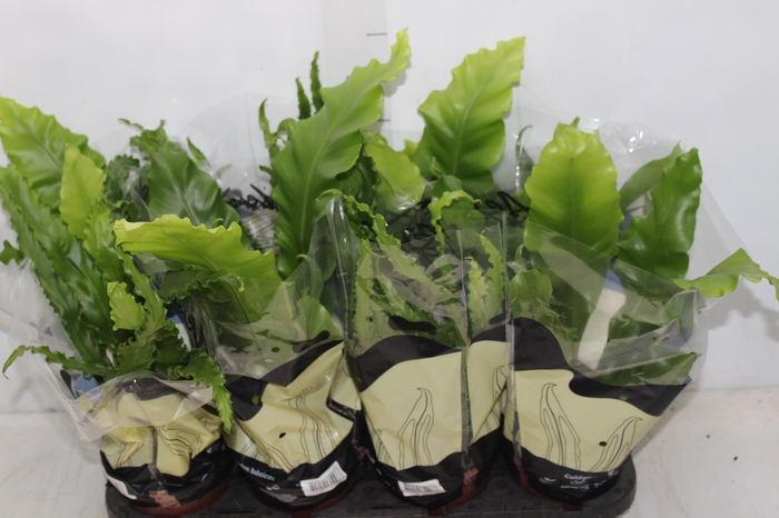 <h4>ASPLENIUM VARIADO P14</h4>