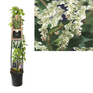 Fallopia aubertii +3.0 label