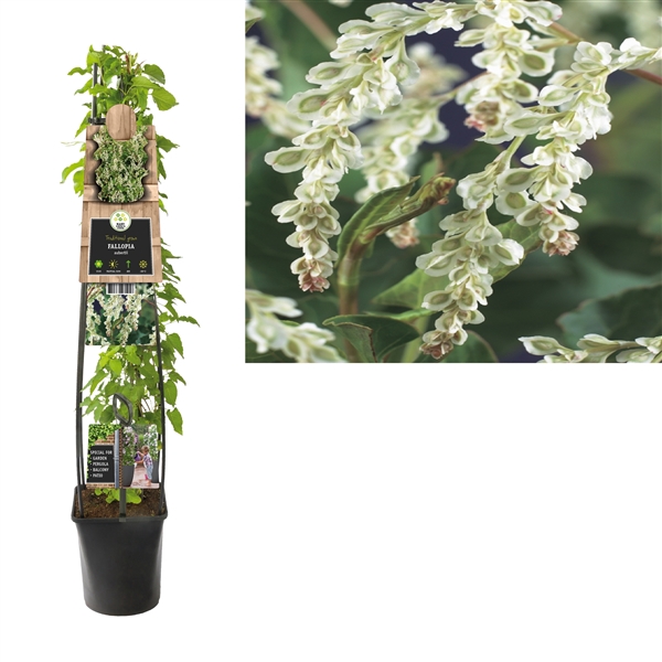 <h4>Fallopia aubertii +3.0 label</h4>