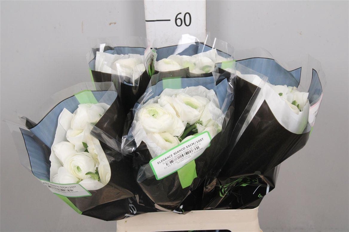 <h4>Ran Elegance White</h4>