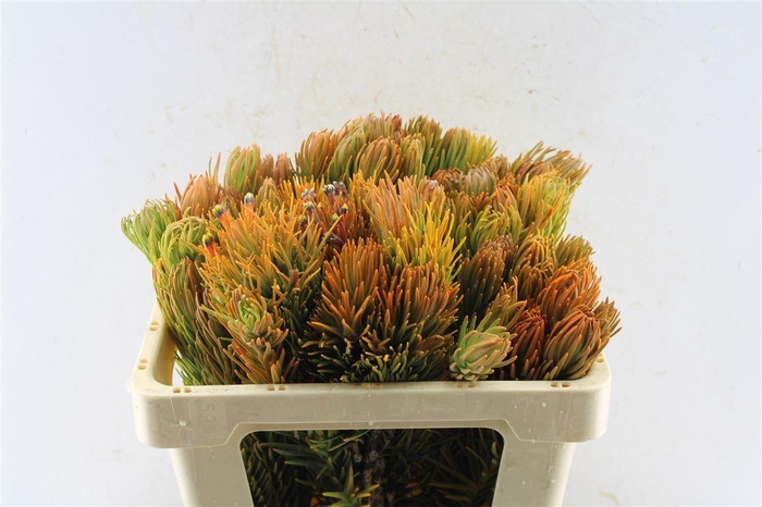 <h4>Kaaps Retzia</h4>