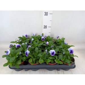 Viola corn. 'Evo Mini Violet Beaco'