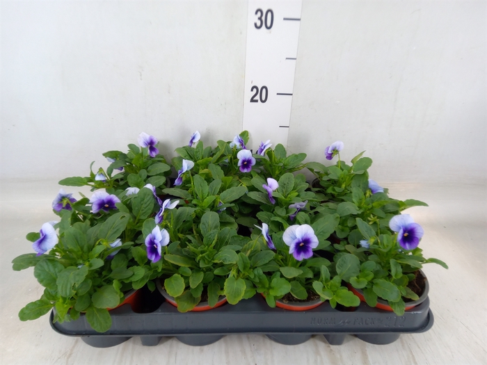 <h4>Viola corn. 'Evo Mini Violet Beaco'</h4>