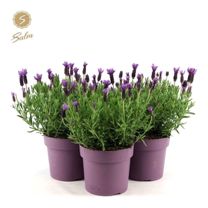 Lavandula st. 'Anouk'® Collection P19