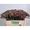 Sedum Matrona (bloei