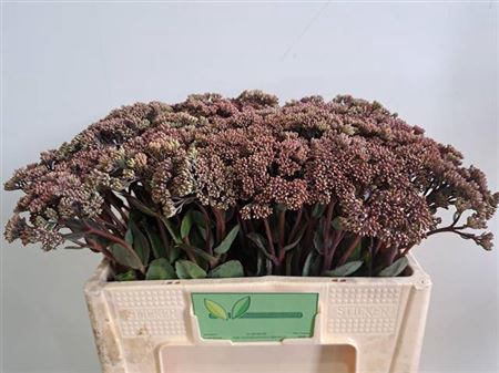 <h4>Sedum Matrona</h4>