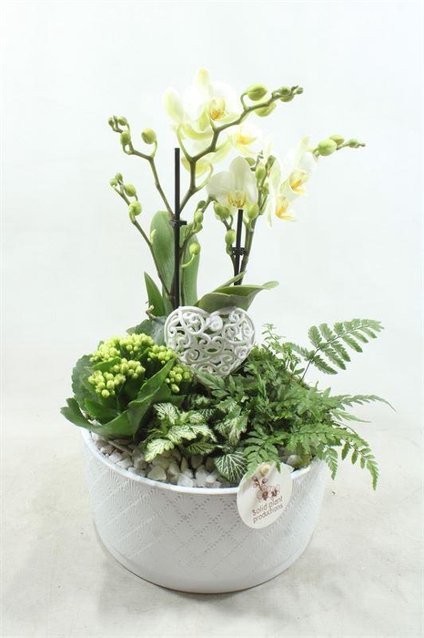 <h4>PH04 STELLA WHITE</h4>