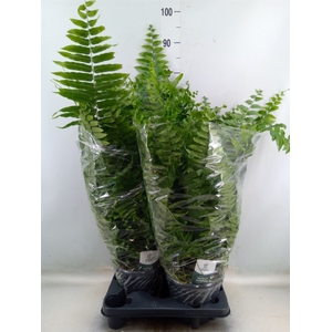 Nephrolepis   ...