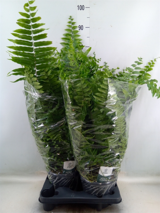 <h4>Nephrolepis   ...</h4>