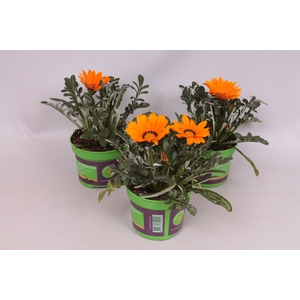 Gazania Kiss Orange