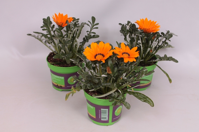 <h4>Gazania Kiss Orange</h4>