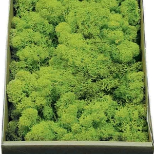 Reindeer moss preserved SB green