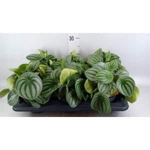 Peperomia argyreia