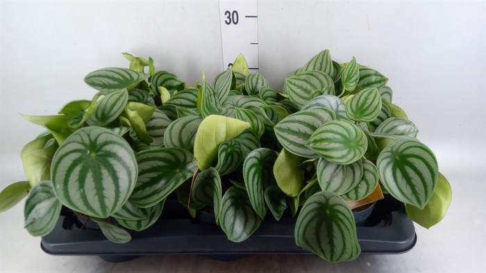 <h4>Peperomia argyreia</h4>