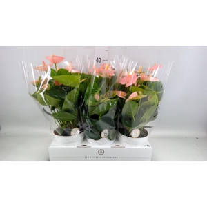 Anthurium andr. 'Spirit'