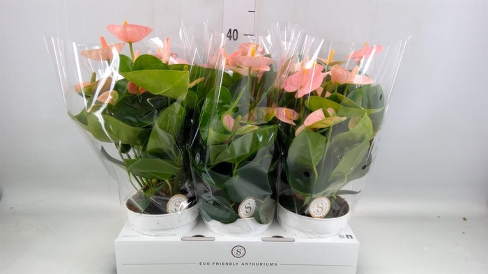 <h4>Anthurium andr. 'Spirit'</h4>