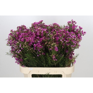 Chamelaucium Eden