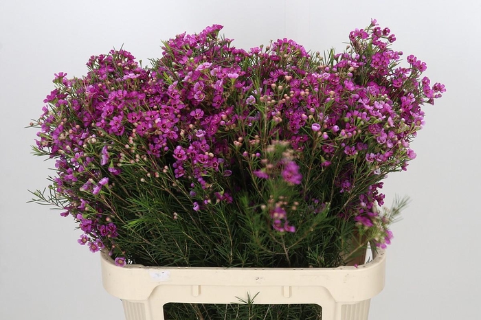<h4>Chamelaucium Eden</h4>