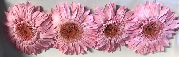 Gerbera roze stab.
