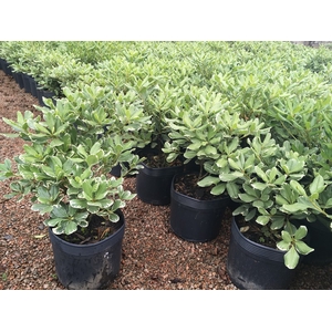 MINI PITOSPORO VERDE (VASO 06 L)