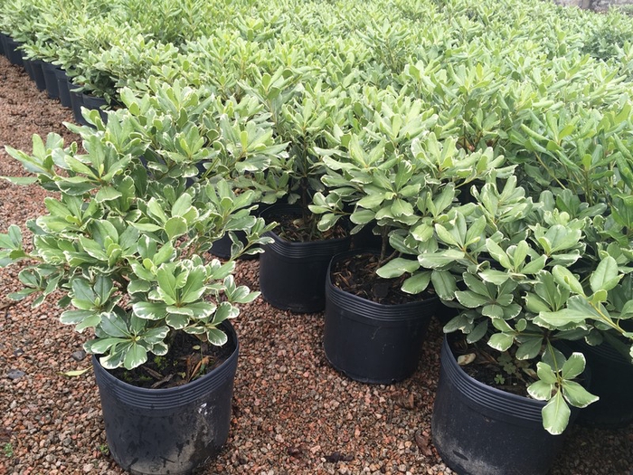 MINI PITOSPORO VERDE (VASO 06 L)