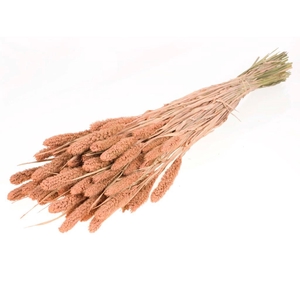 DRIED FLOWERS - SETARIA coral misty