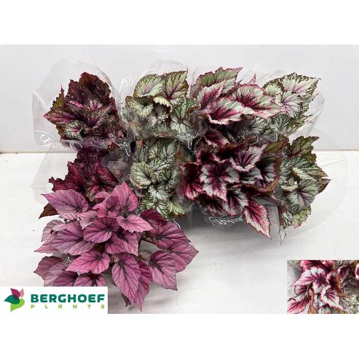 <h4>BEG BEL GEM</h4>