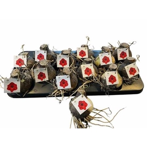 arr8 Bloembol Hippeastrum Red