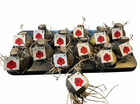 <h4>arr8 Bloembol Hippeastrum Red</h4>