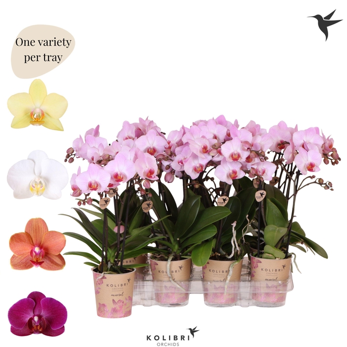 <h4>Kolibri Orchids Phalaenopsis Mineral diverse 2 spike</h4>