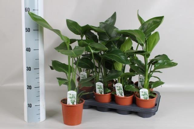 <h4>STRELITZIA NICOLAI</h4>