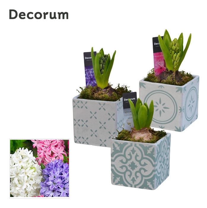 <h4>ARR HYACINTH</h4>