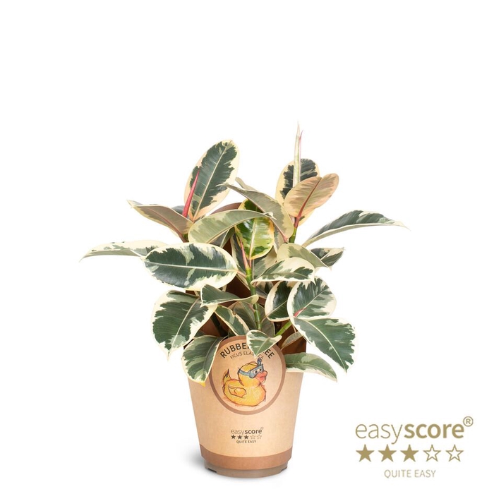 <h4>FICUS ELASTICA p17 Tineke paper</h4>