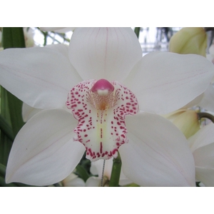 Cymbidium Mrs Sugar Lee 60 cm X2 Koningshof