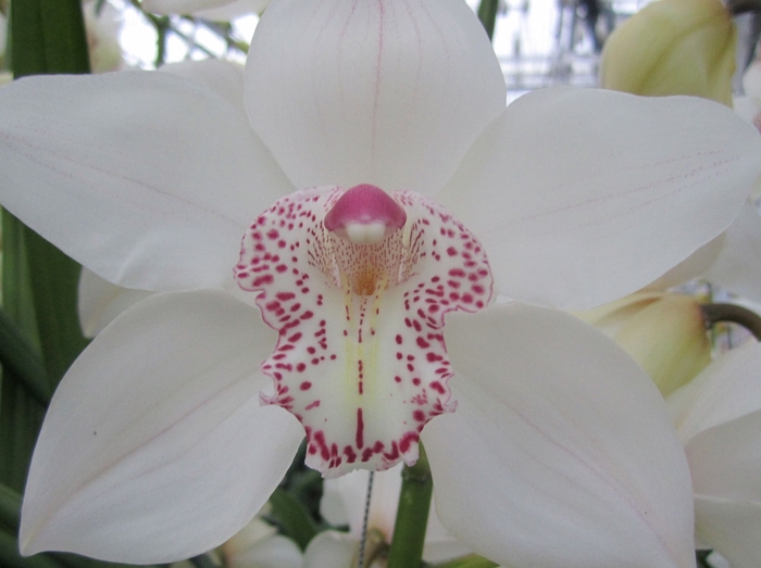<h4>Cymbidium Mrs Sugar Lee 60 cm X2 Koningshof</h4>