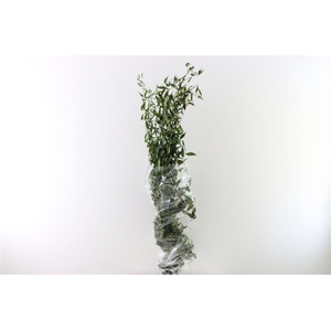 Pres Ruscus Fine Long Green Bunch