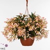 BEGONIA WF DR ANG S PIN