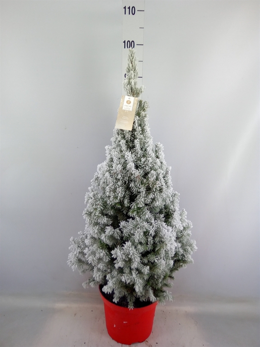 <h4>Picea glauca 'December'</h4>