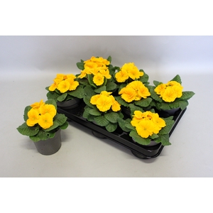 Primula acaulis Orange