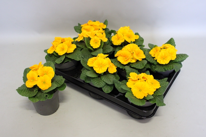 <h4>Primula acaulis Orange</h4>