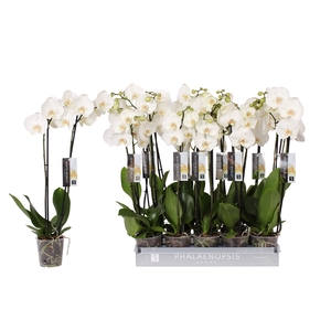 Phalaenopsis White World, 2-spike