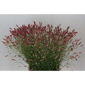 Sanguisorba Off Pink Tann