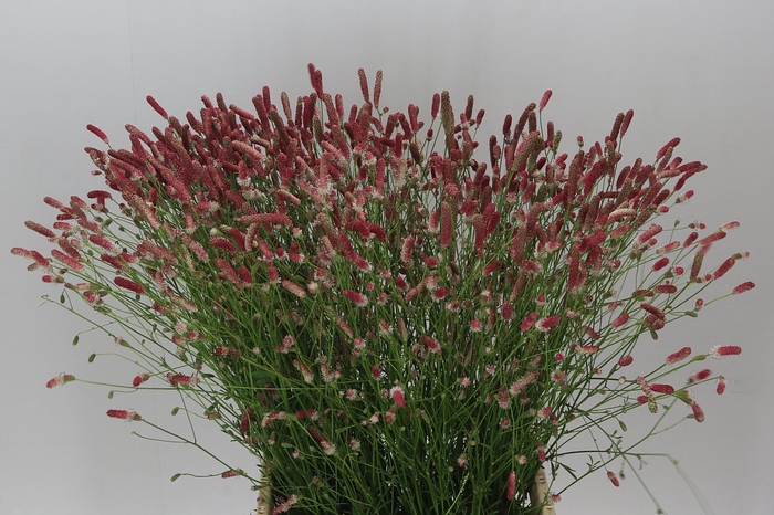 <h4>Sanguisorba Off Pink Tann</h4>