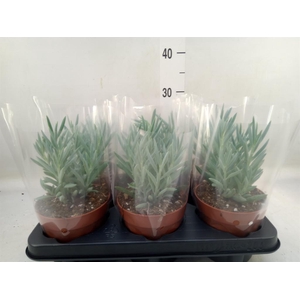 Curio ficoides 'Mount everest'