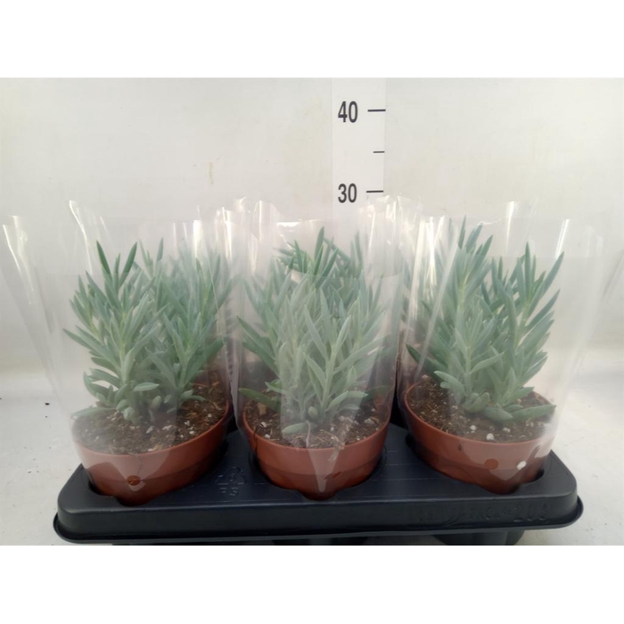 <h4>Curio ficoides 'Mount everest'</h4>