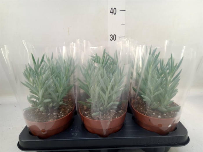 <h4>Curio ficoides 'Mount everest'</h4>