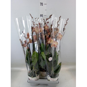 Phalaenopsis  'Ant Varese'