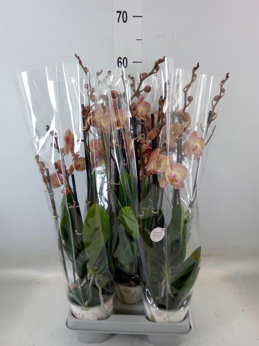 <h4>Phalaenopsis  'Ant Varese'</h4>