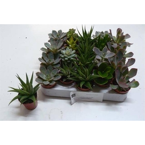 SUCCULENT MIX MINI P5.5