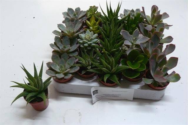 <h4>SUCCULENT MIX MINI P5.5</h4>